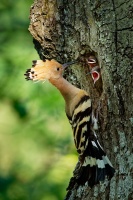 Dudek chocholaty - Upupa epops - Eurasian Hoopoe 0081